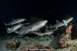 Let's Go This Way!
A group of whitetip reef sharks durin... by Tanya Houppermans 